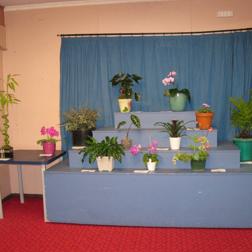 Pot plants on display