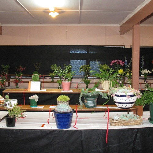 Succulents on display