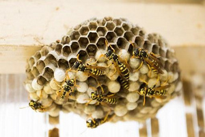 Wasps