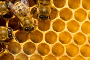Bee Awareness Month 2017