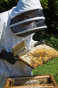 Bees & Bee Keeping
