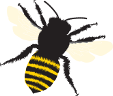 Bee Club